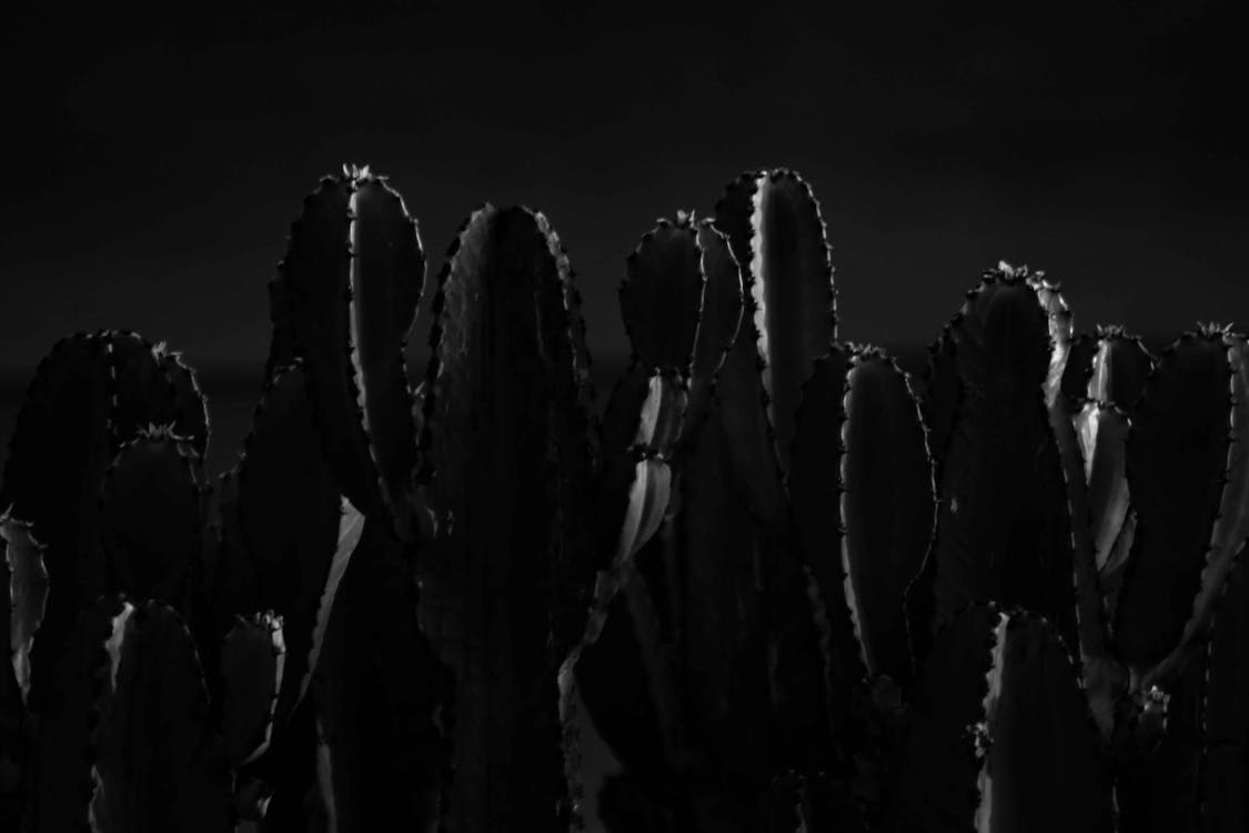 CACTUS 