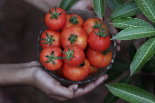 Free Person Holding Bunch of Tomatoes Stock Photo