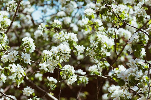 Free stock photo of apple blossom, apple tree, blossom