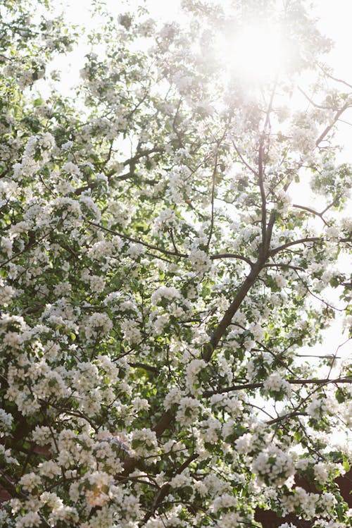 คลังภาพถ่ายฟรี ของ ดอกแอปเปิ้ล, ดอกไม้สีขาว, ต้นแอปเปิ้ล