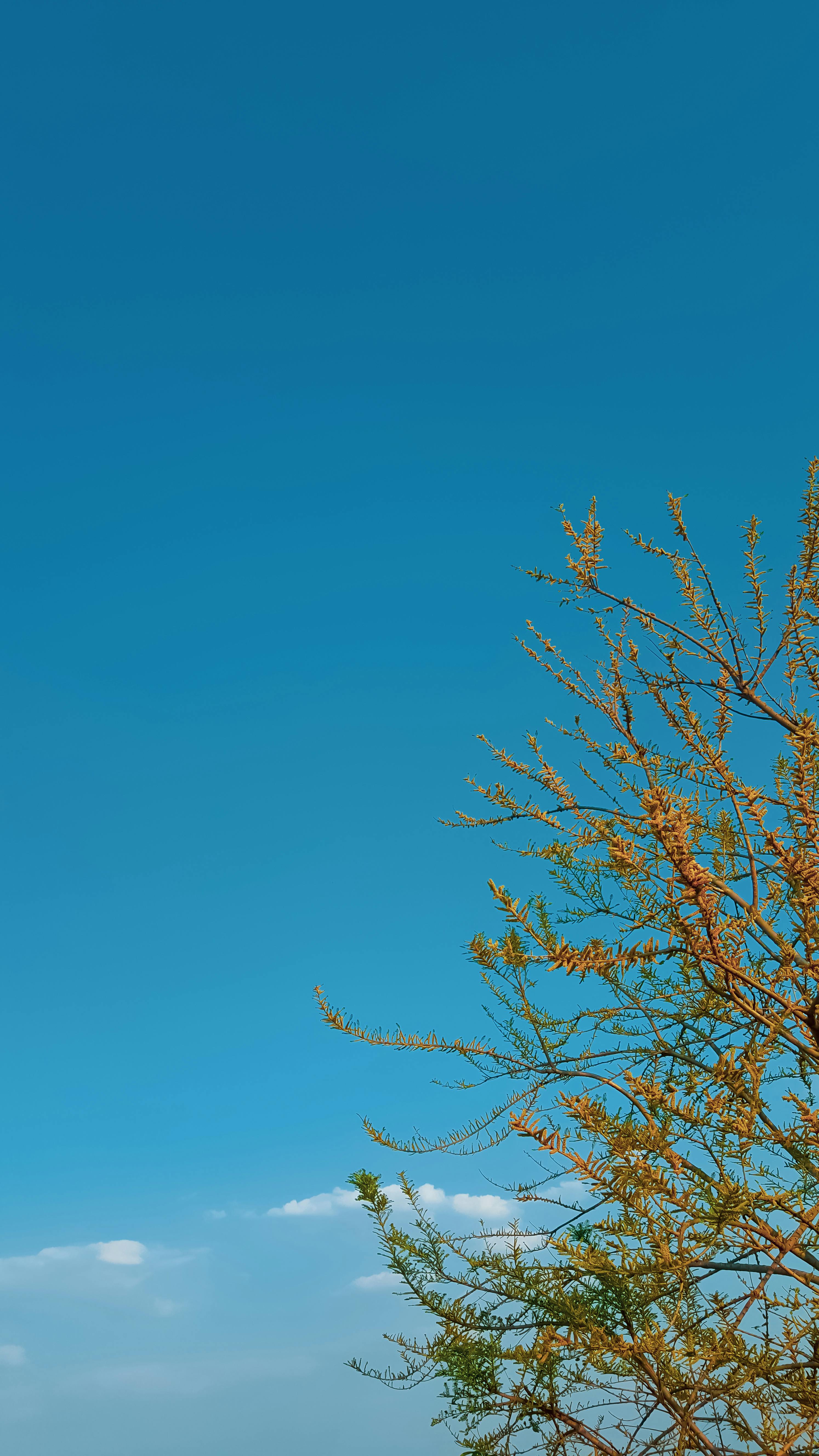 Free stock photo of android wallpaper, blue, blue skies
