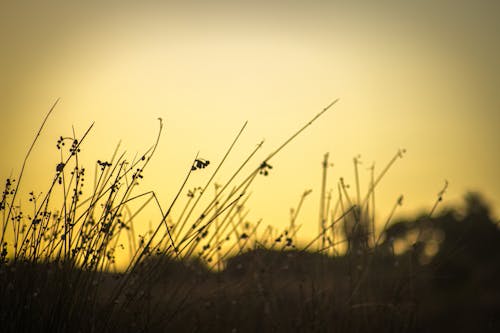 Silhouetted Plants on a Field at Sunset