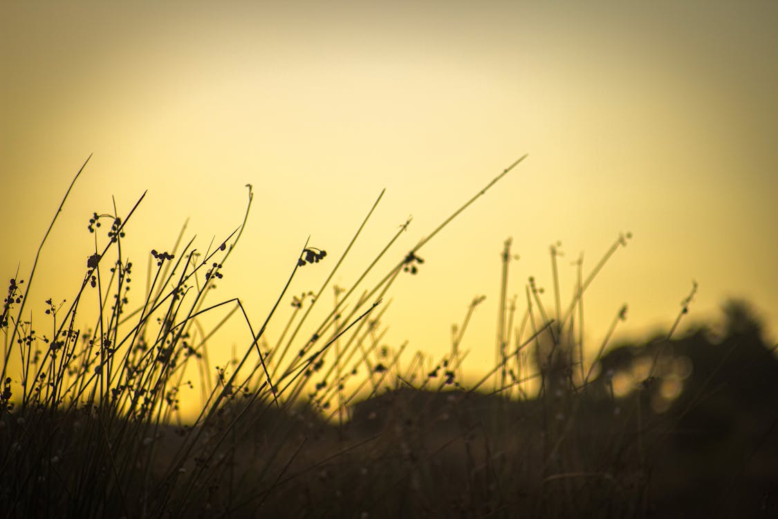 Silhouetted Plants on a Field at Sunset