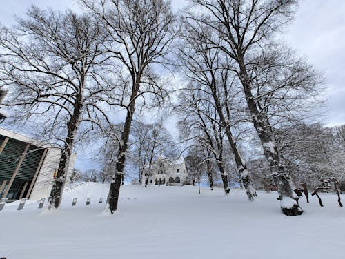 ağaçlar, beyaz, bina içeren Ücretsiz stok fotoğraf