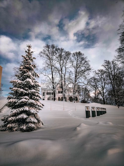 Foto d'estoc gratuïta de arbres, blanc, constipat