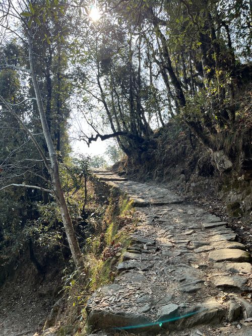 Free Stone path through a dense forest with sunlight filtering through the trees, creating a serene and natural landscape. Stock Photo