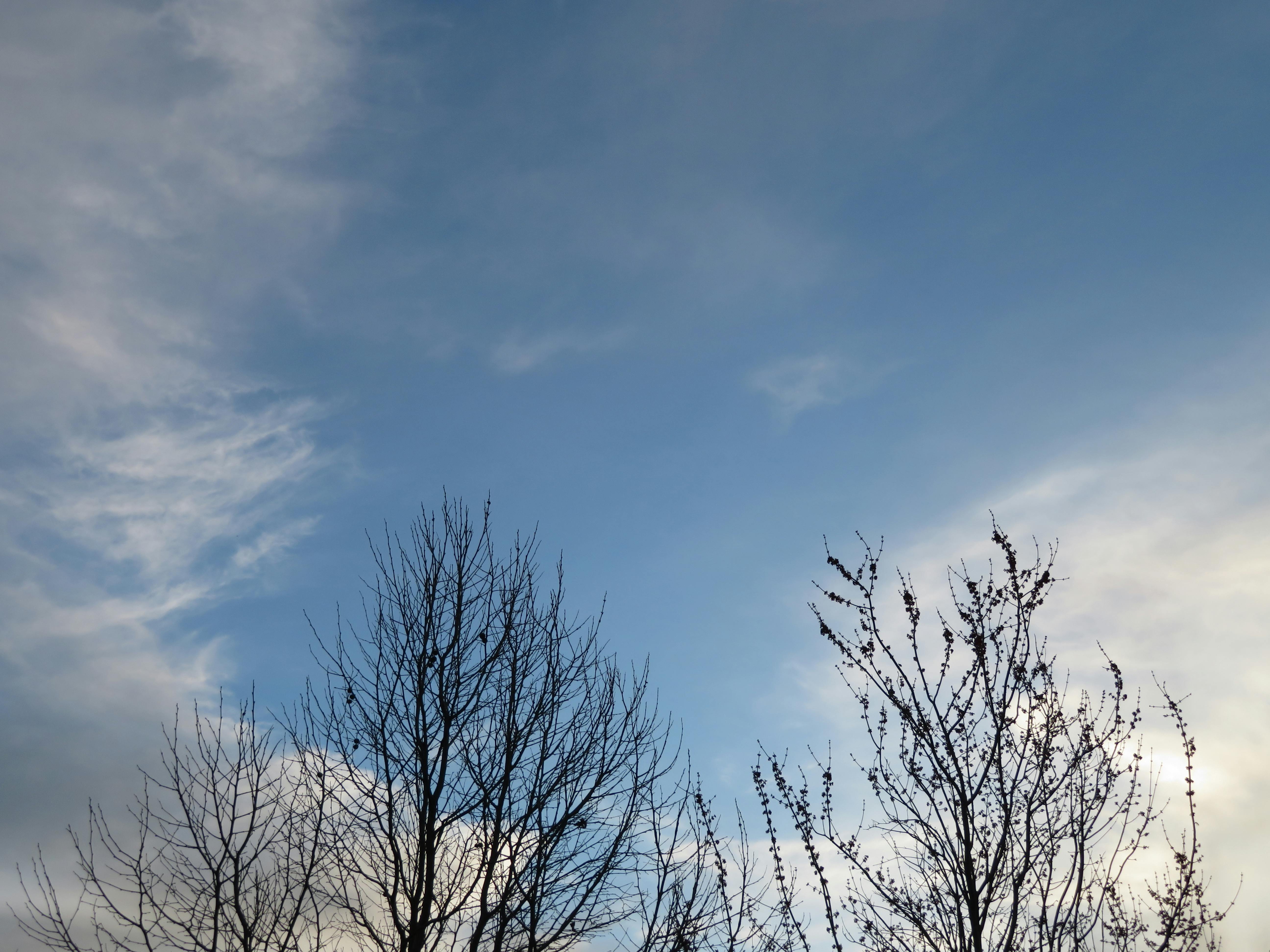Free stock photo of bare trees, blue sky, california