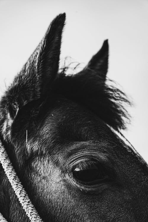 Fotobanka s bezplatnými fotkami na tému čierny a biely, hlava, kôň