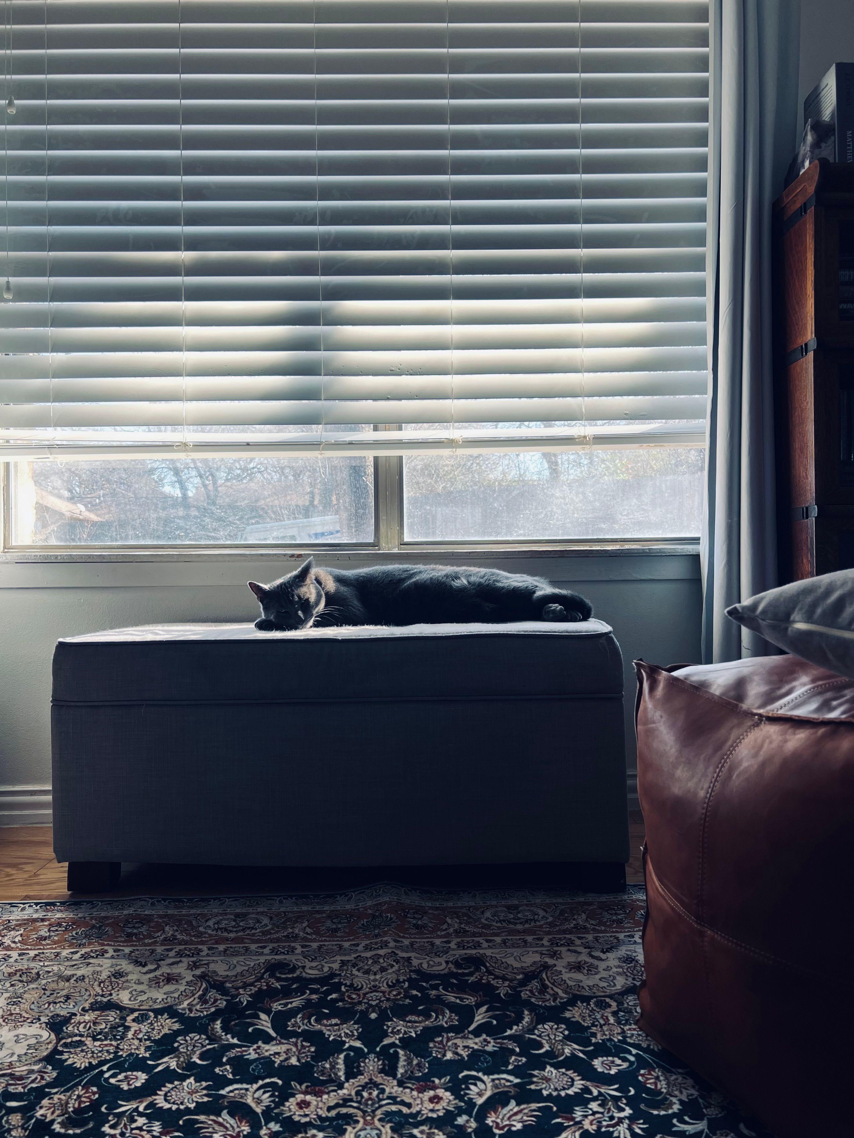 Cat Lying on Sofa · Free Stock Photo
