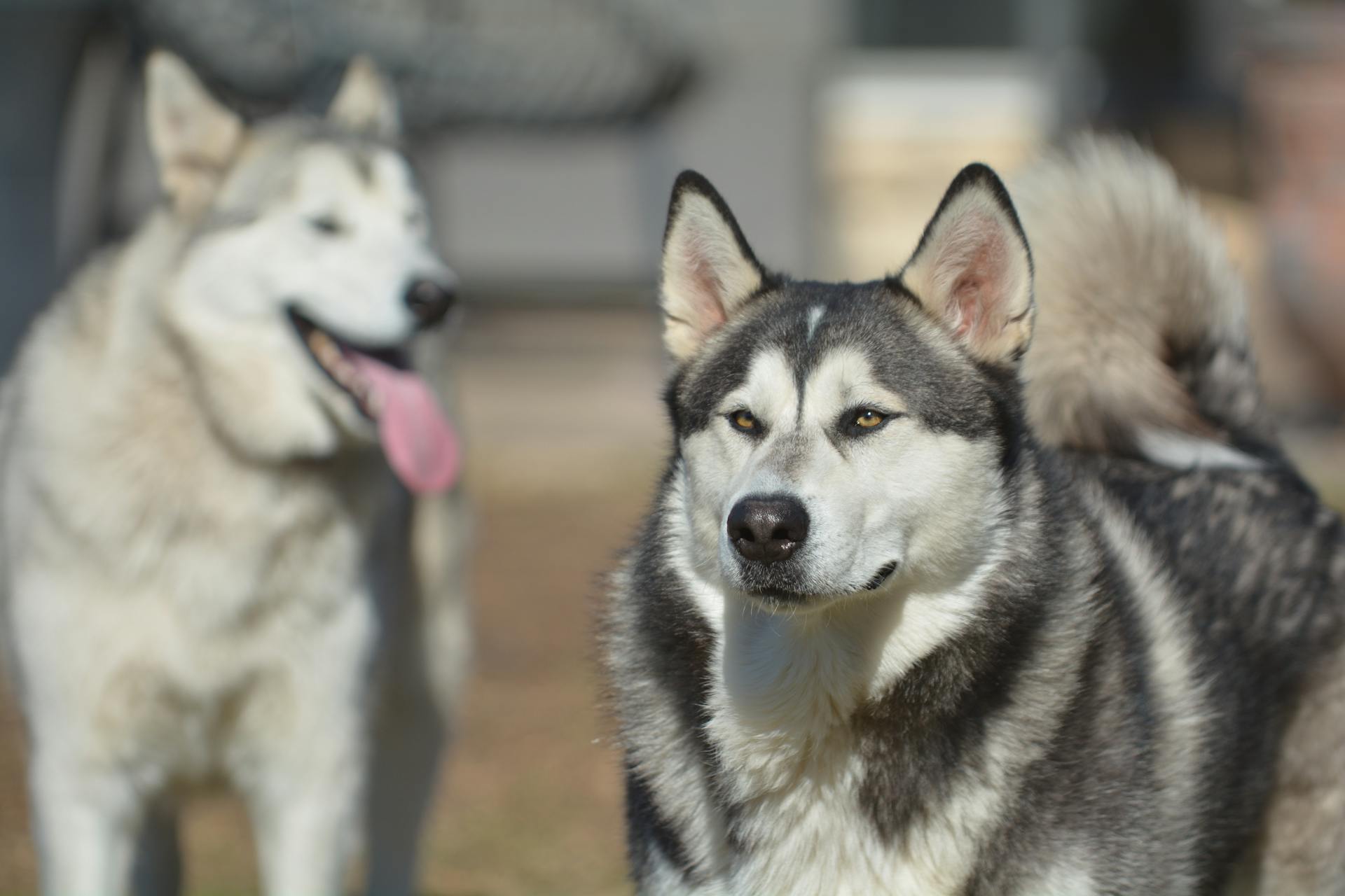 Alaskan Malamute-honden staan buiten in het zonlicht