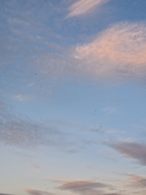 Foto d'estoc gratuïta de capvespre, cel, ocells