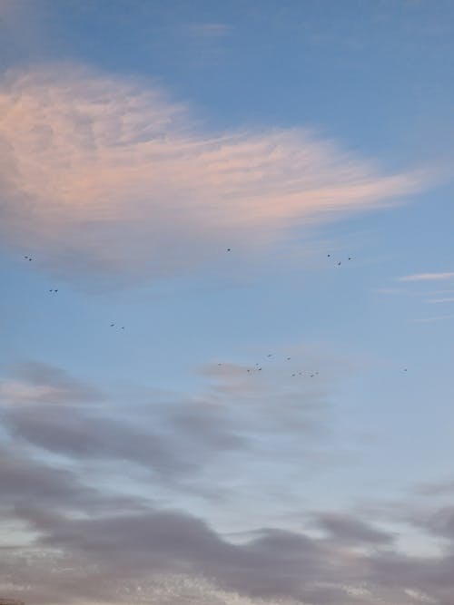 Foto d'estoc gratuïta de capvespre, cel, ocells