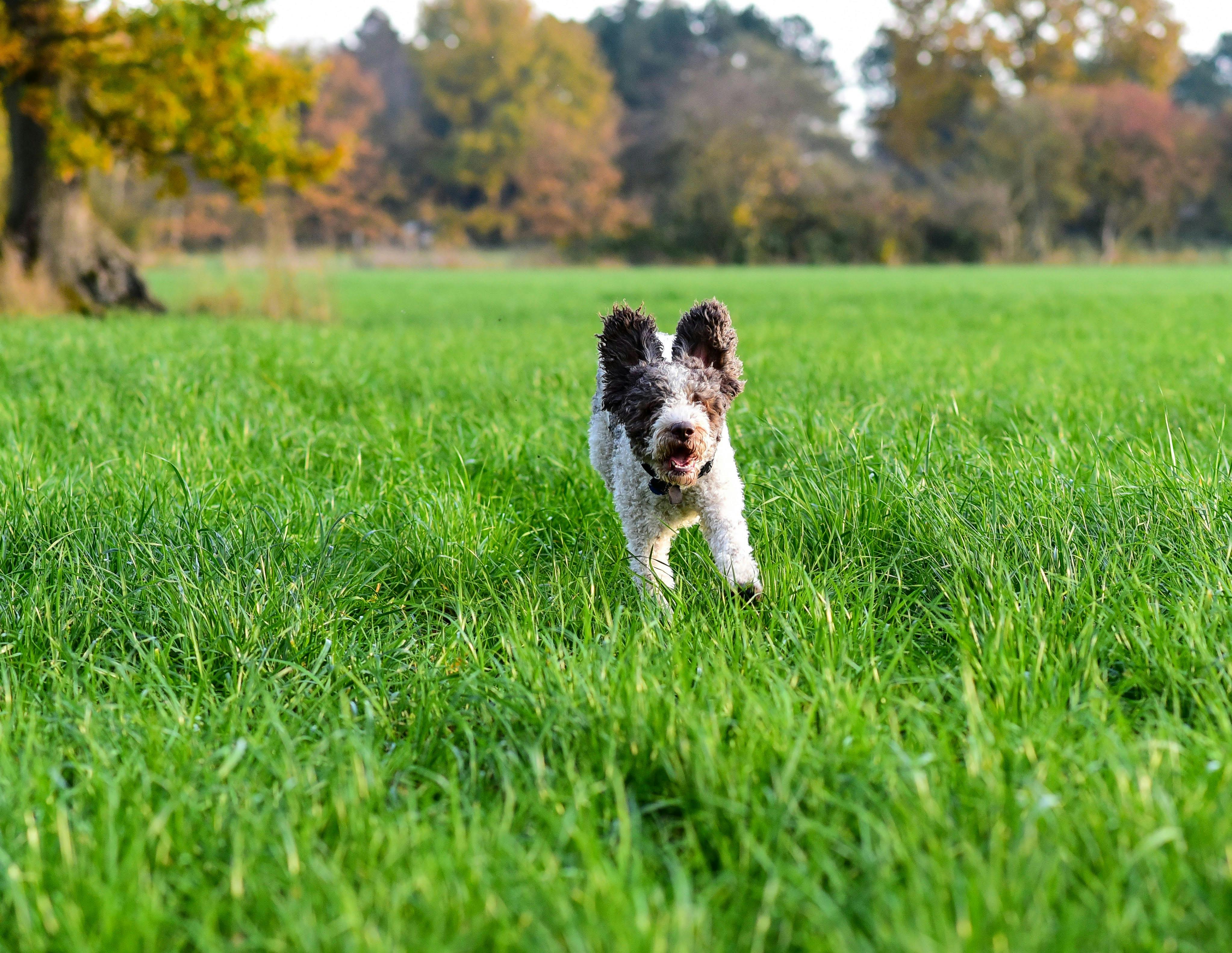 Joyful Lagotto Romagnolo dog running through a vibrant green field in sunny rural setting.