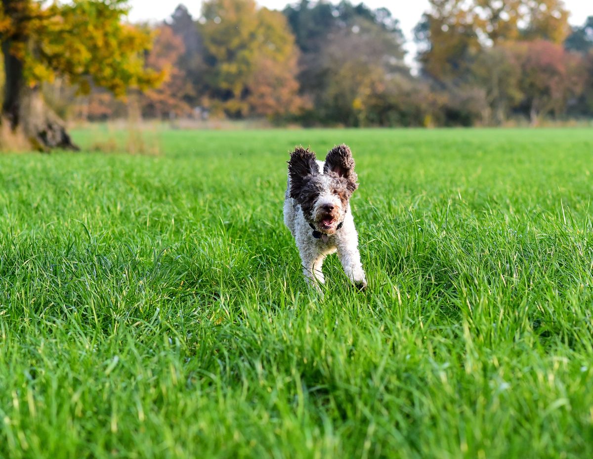 Lagotto romagnolo – hundras