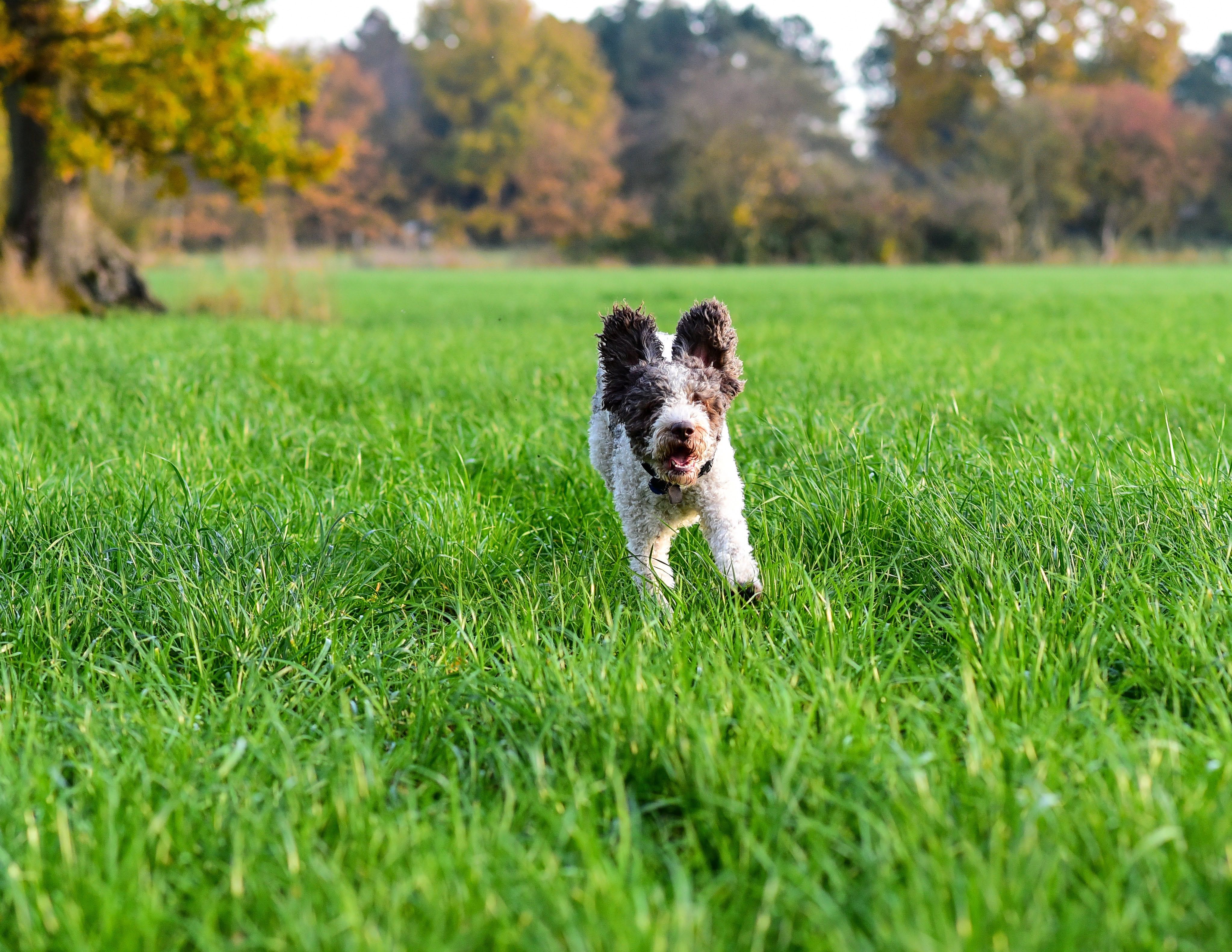 Dog Running on the Grass · Free Stock Photo