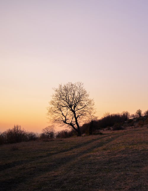Silhouette of an Empty Tree on a Field 