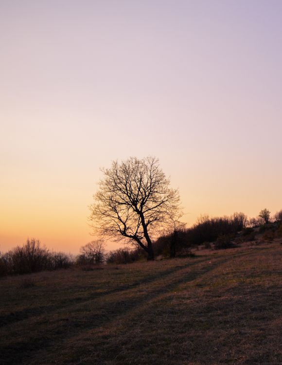 Empty Tree Real Silhouette of an Empty Tree on a Field · Free Stock Photo