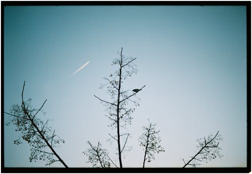 가지, 동물, 맑은 하늘의 무료 스톡 사진