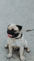 Mops