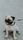 pug