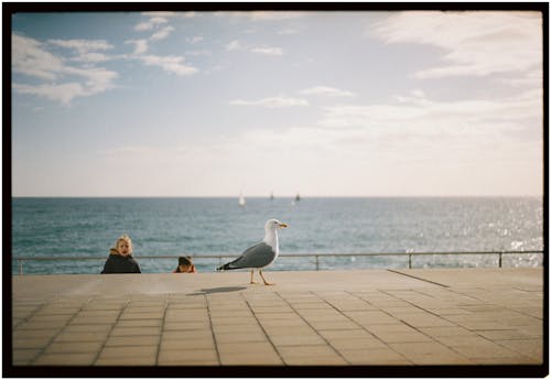 Analogue Photo of Seagull by the Sea 
