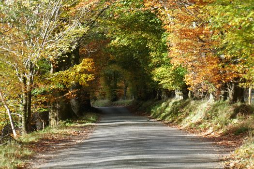 A picturesque rural road surrounded by vibrant autumn foliage in Coshieville, Scotland.