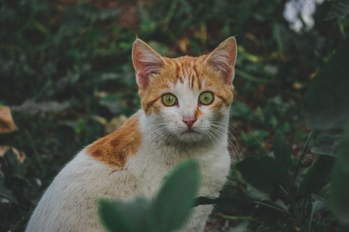 Free A charming ginger cat with striking eyes captured amidst a lush garden setting. Stock Photo