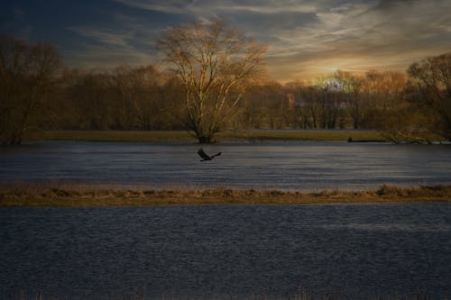 天性, 易北河, 水 的 免費圖庫相片