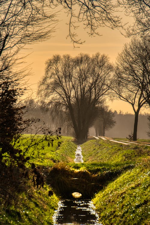 Gratis stockfoto met bomen, gras, h2o