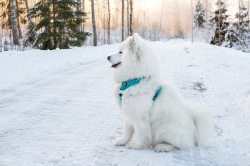 Gratis stockfoto met Bos, dierenfotografie, hond