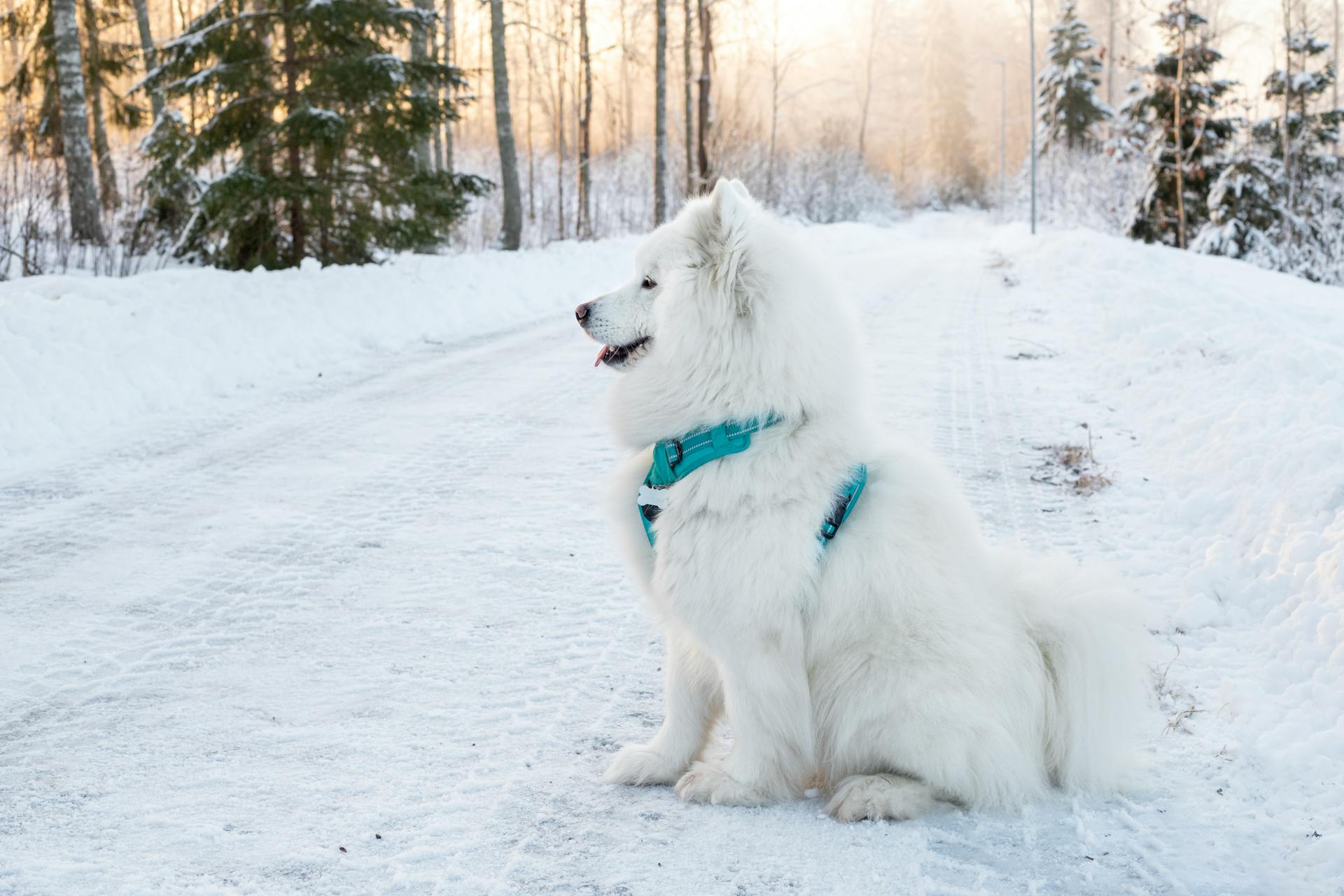 White Samoyed Dog in Snow