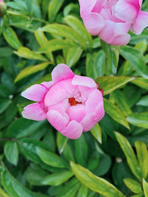 Imagine de stoc gratuită din floare, focalizare selectivă, fotografiere verticală