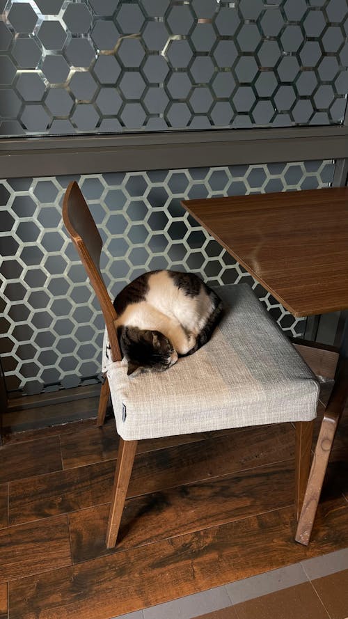 A Cat Sleeping on a Chair