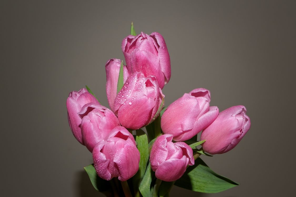 Bouquet of Pink Tulips · Free Stock Photo