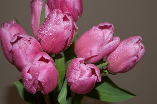 Foto d'estoc gratuïta de bellesa natural, enfocament selectiu, flors