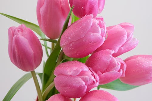 Close up of Pink Tulips
