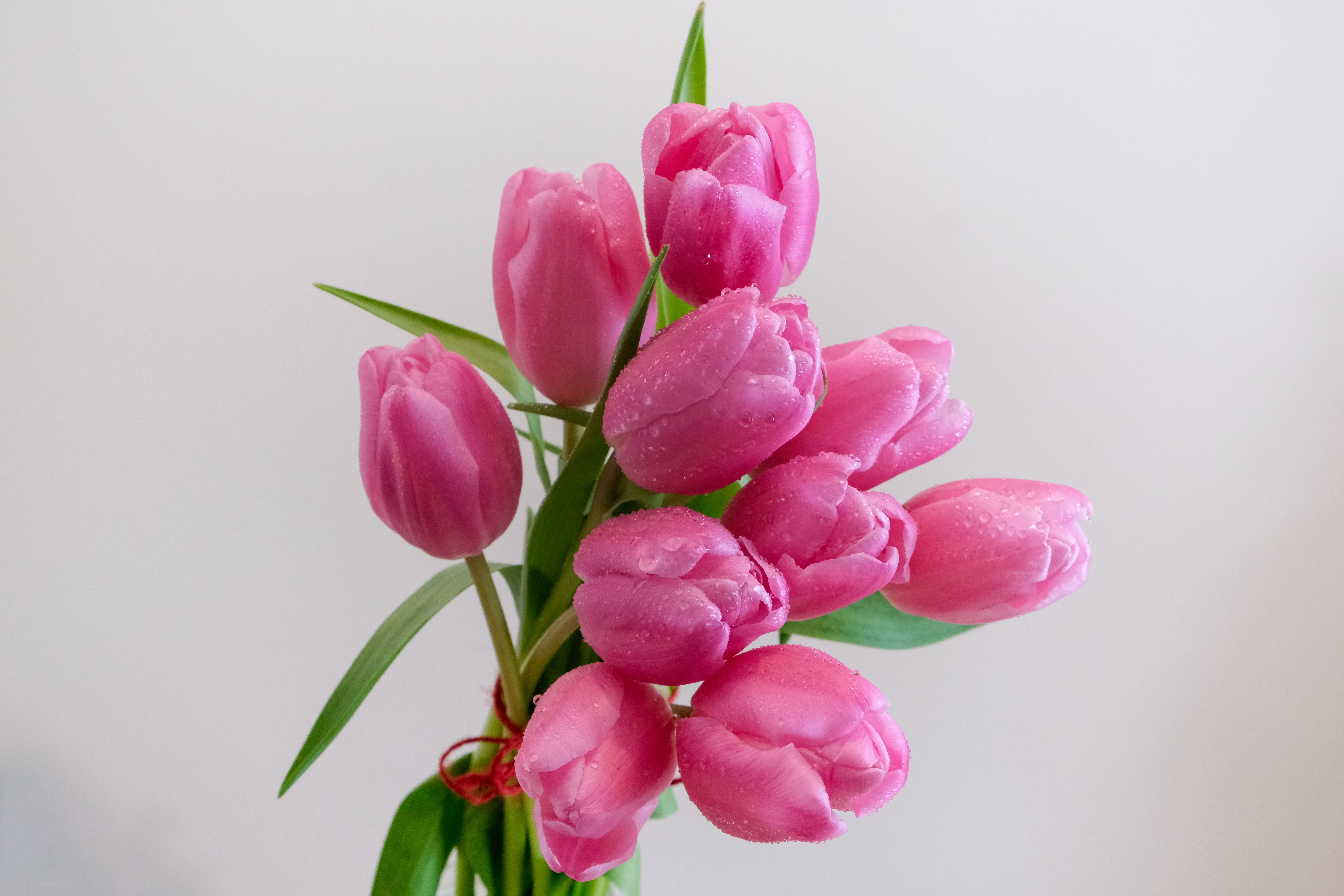 Bouquet of fresh pink tulips