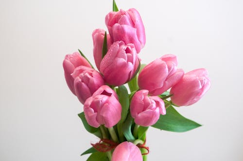 Bouquet of Pink Tulips 