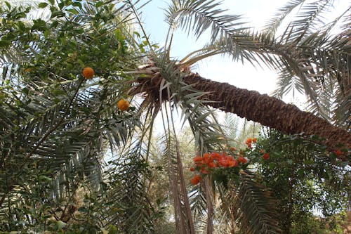 Photos gratuites de palmiers, siwa