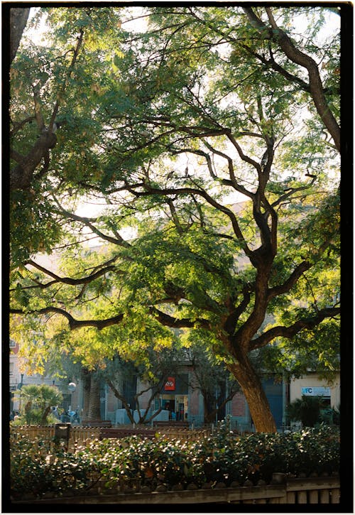 Tree in a Park in Sunlight 