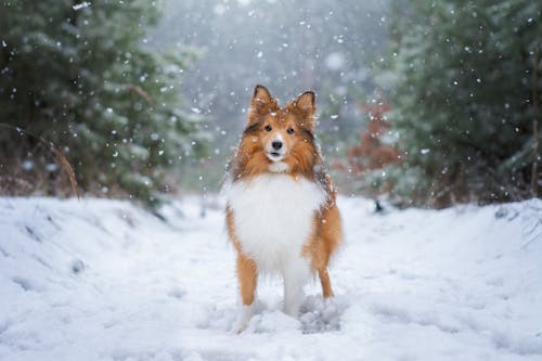 Snowfall over Dog in Forest