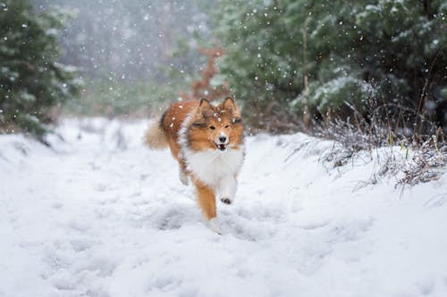 A collie running through the snow in the woods