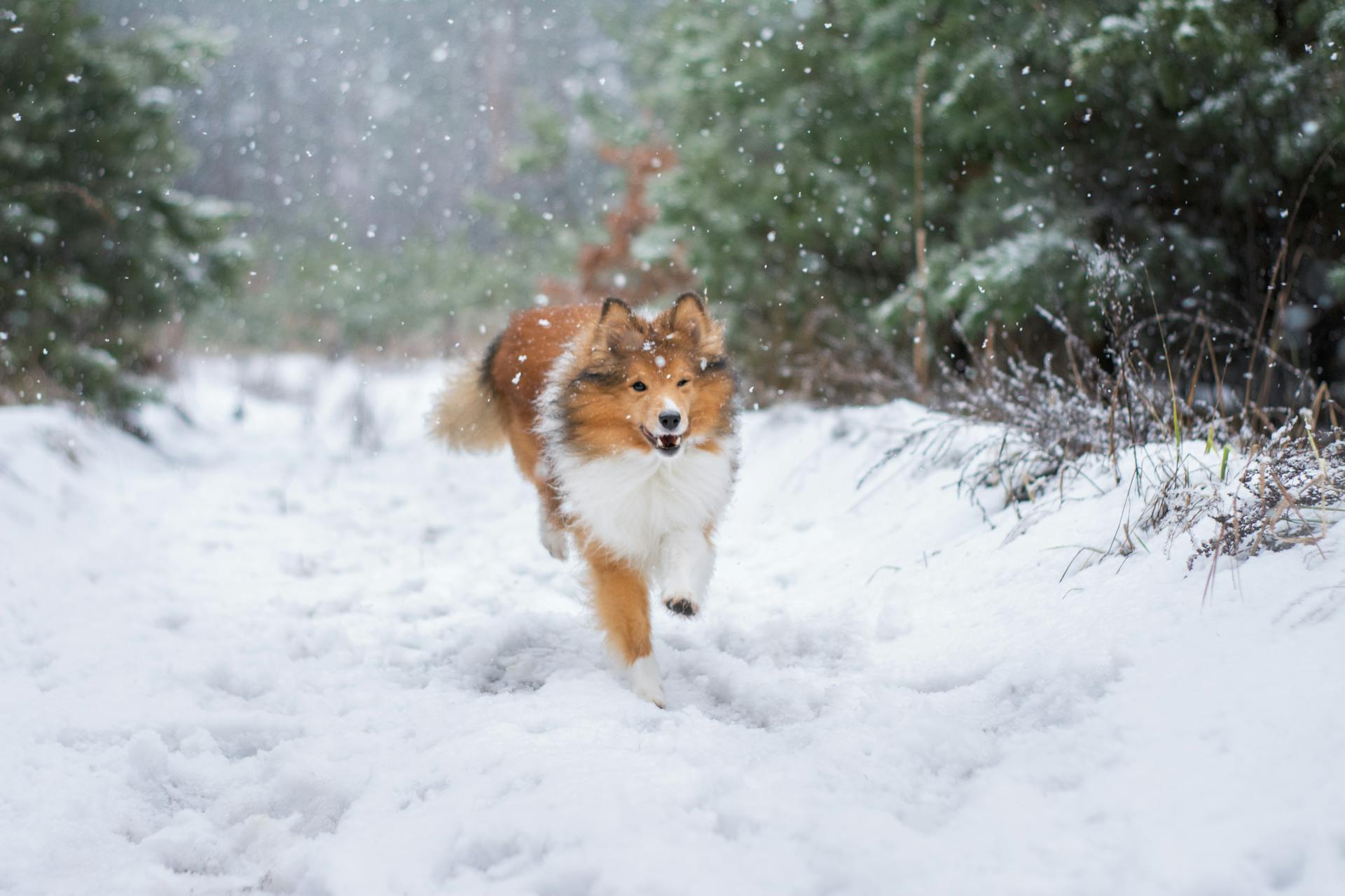 Shetlandsfårhund som springer i snö