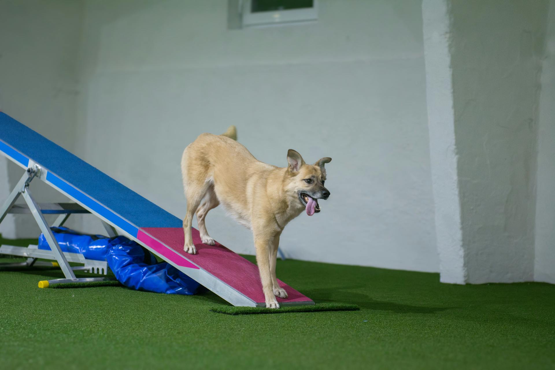 Dog on a Platform