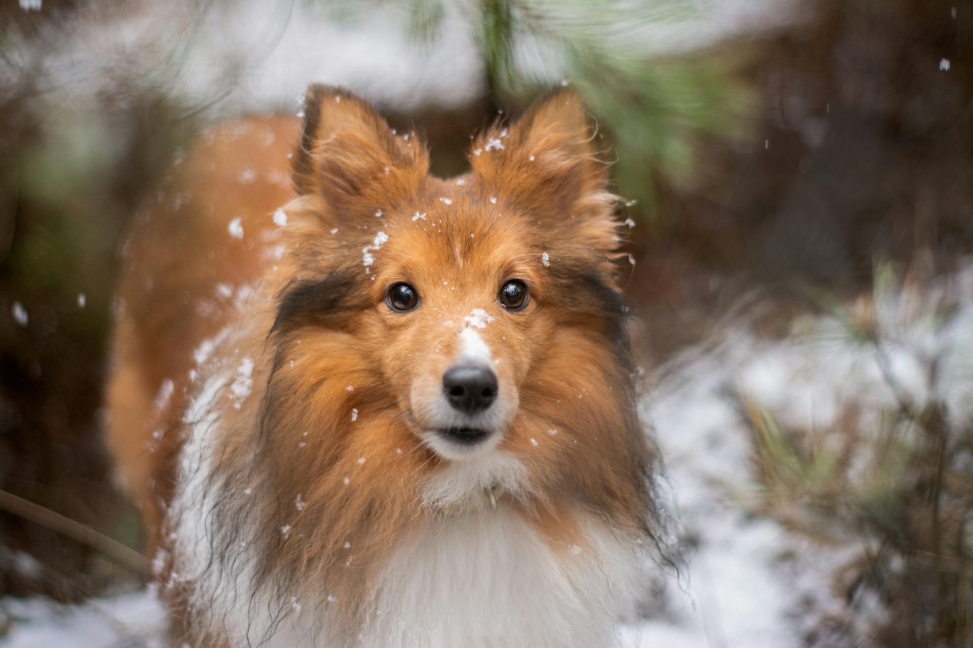 Shetlandsfårhund på vintern