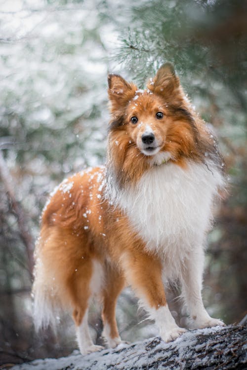 A shetland sheepdog standing on a snowy hill