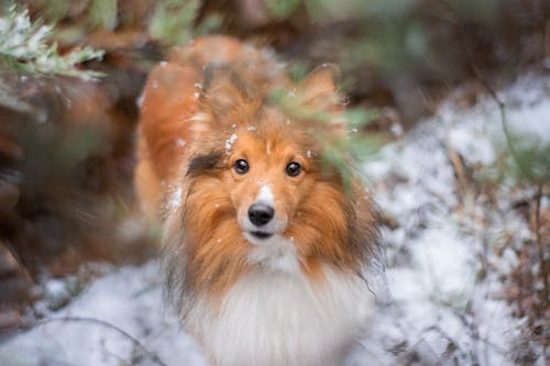 A shetland sheepdog is standing in the snow