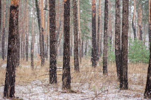 Foto d'estoc gratuïta de arbres, bosc, constipat