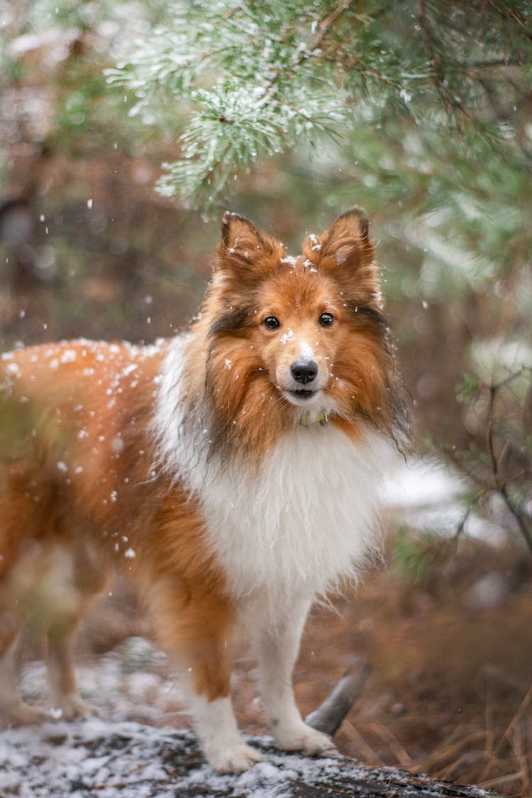 Dog In Snow