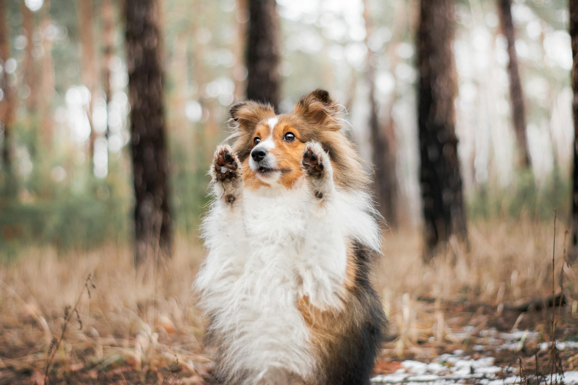 Chien de berger des Shetland debout